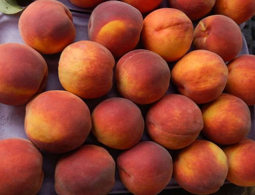 New and Popular Peach Varieties