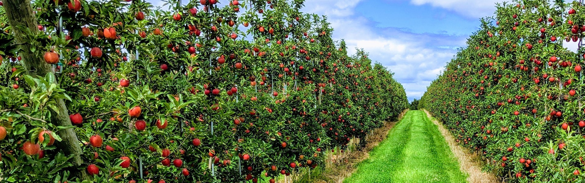 summit-tree-sales-orchard-banner.jpg Rows of apple trees loaded with ripe red apples at a commercial orchard